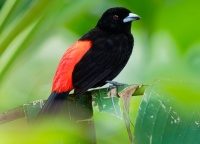 Tangara zpevna - Ramphocelus passerinii - Scarlet-rumped Tanager o2935